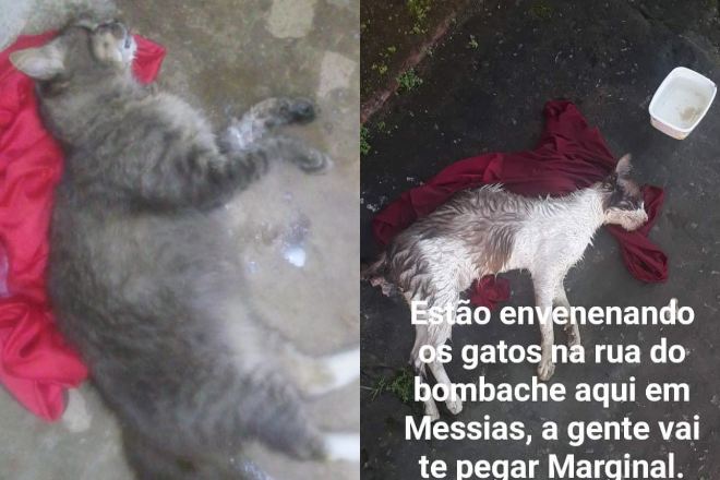 Gatos são encontrados mortos em Messias | © Cortesia ao BR104