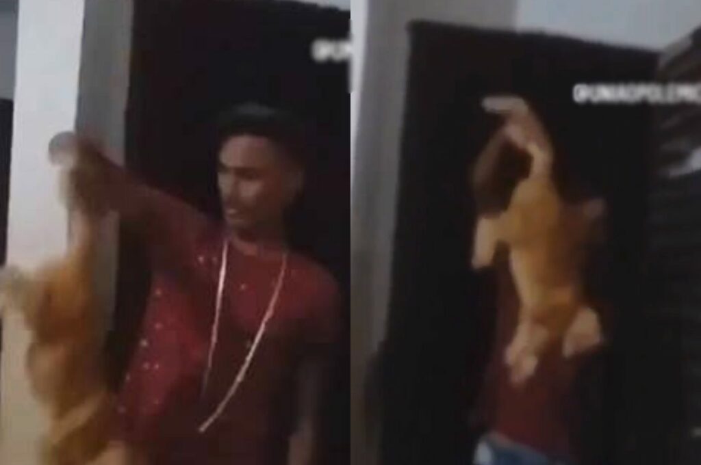 Delegado vai investigar caso de gato que foi jogado contra a parede em União