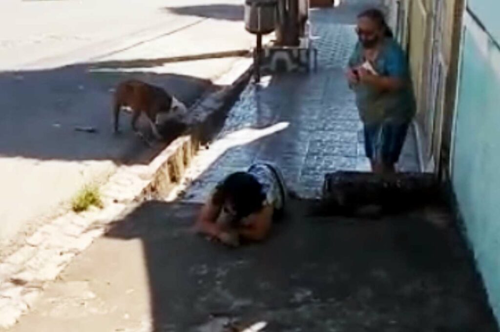 Vídeo: Pitbull mata cachorro e tutora se desespera no interior de Alagoas
