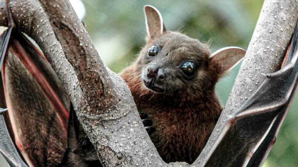 Com potencial pandêmico, vírus Nipah tem taxa de mortalidade de 75%