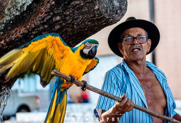 Arara de 46 anos que vivia na praça Padre Cicero | © Oziel Nascimento