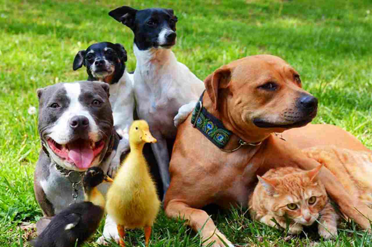 Patos, cachorros e gatos reunidos | © Reprodução/Use Natureza