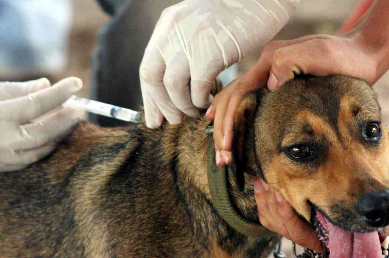 Profissional realiza aplicação da vacina antirrábica em cachorro | © Reprodução/AEN PR