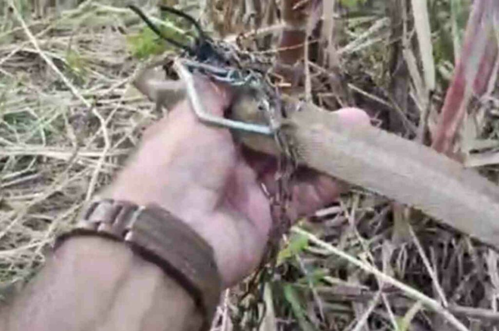 AL: Prefeito é acusado de matar cão a pauladas e afirma ser vítima de ‘armação política’