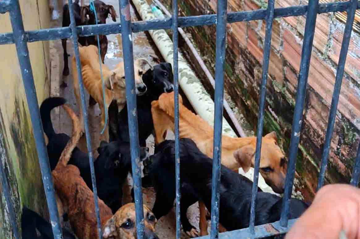 Animais estavam presos em uma residência no Eustáquio Gomes | © PCAL