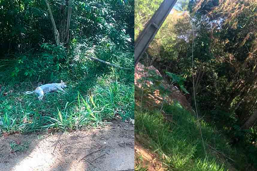 Cachorro morreu após encostar em fio de alta tensão em Guaxuma | © Reprodução