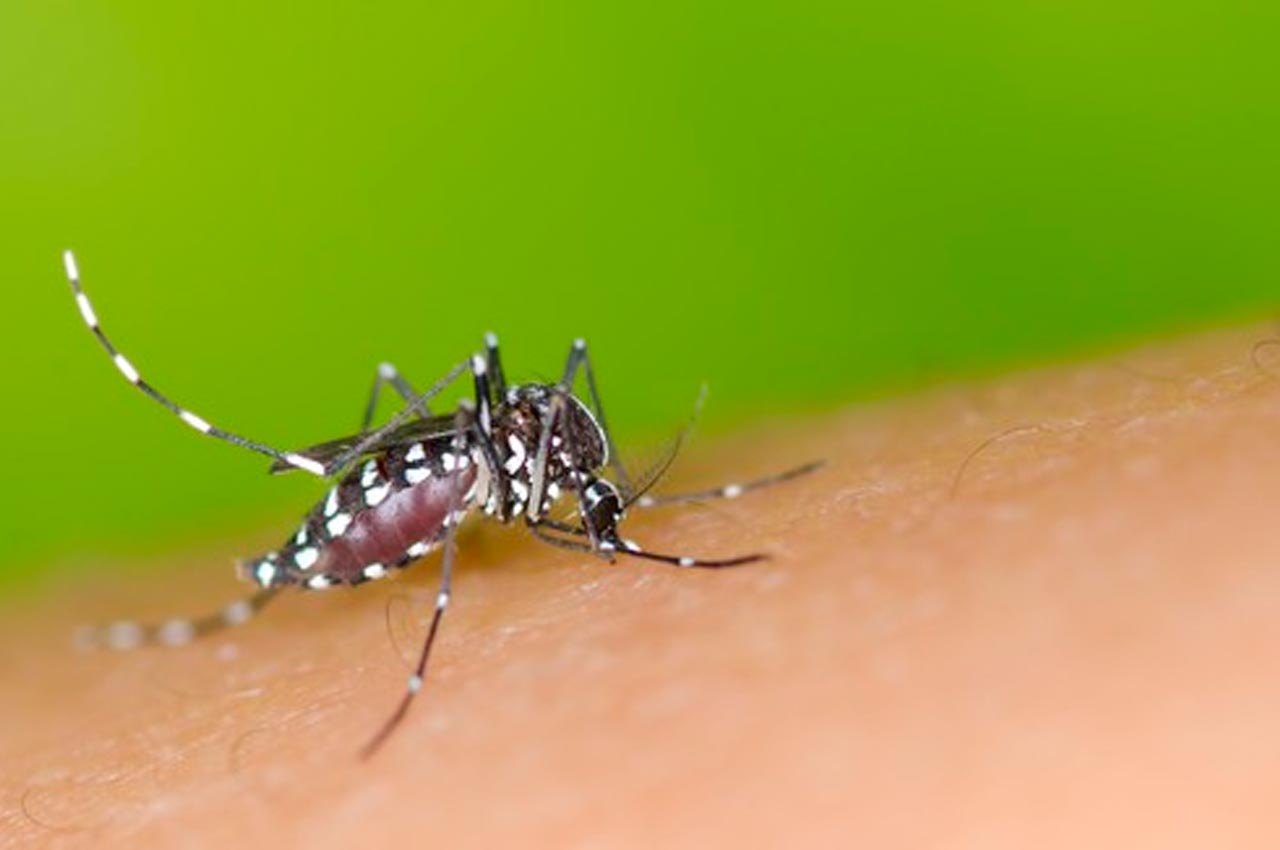 Mosquito da dengue | © mrfiza 