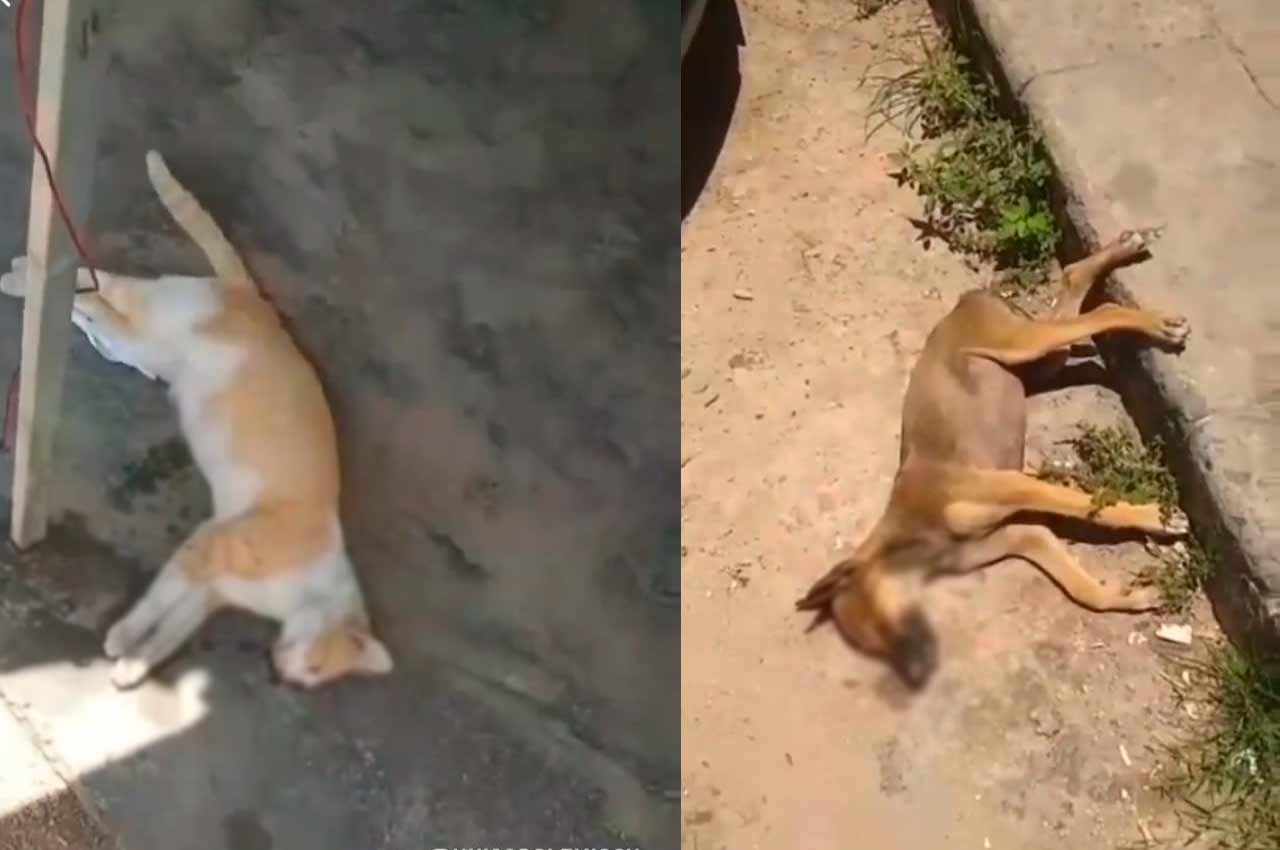 Cão e gato encontrados mortos com sinais de envenenamento na antiga estação ferroviária | © Reprodução