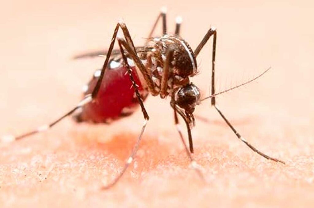 Mosquito da dengue | © Reprodução