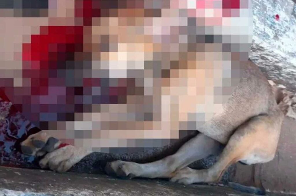 Cachorro come galinha e dono da ave o mata a marretadas na rua