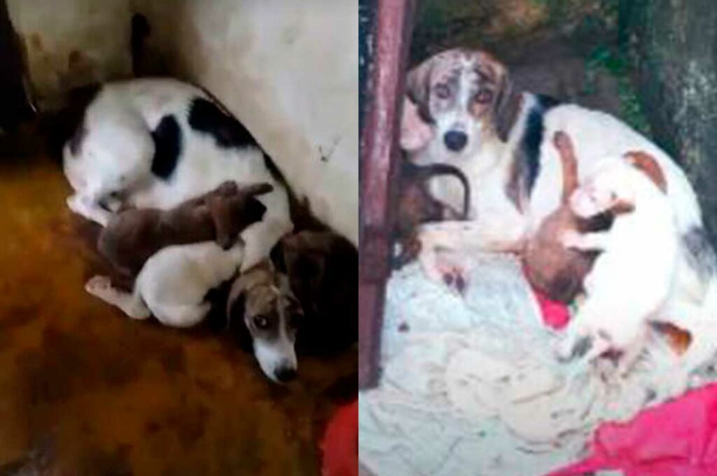 Homem invade abrigo e leva animais que ele abandonou, em União dos Palmares