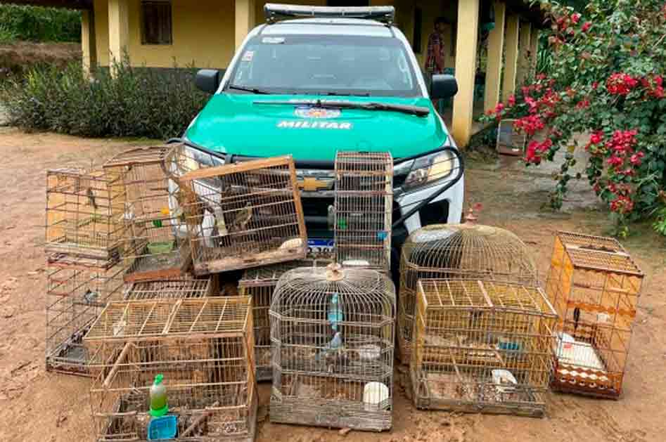 BPA resgata pássaros e apreende armas durante ação em União, Mundaú e Branquinha