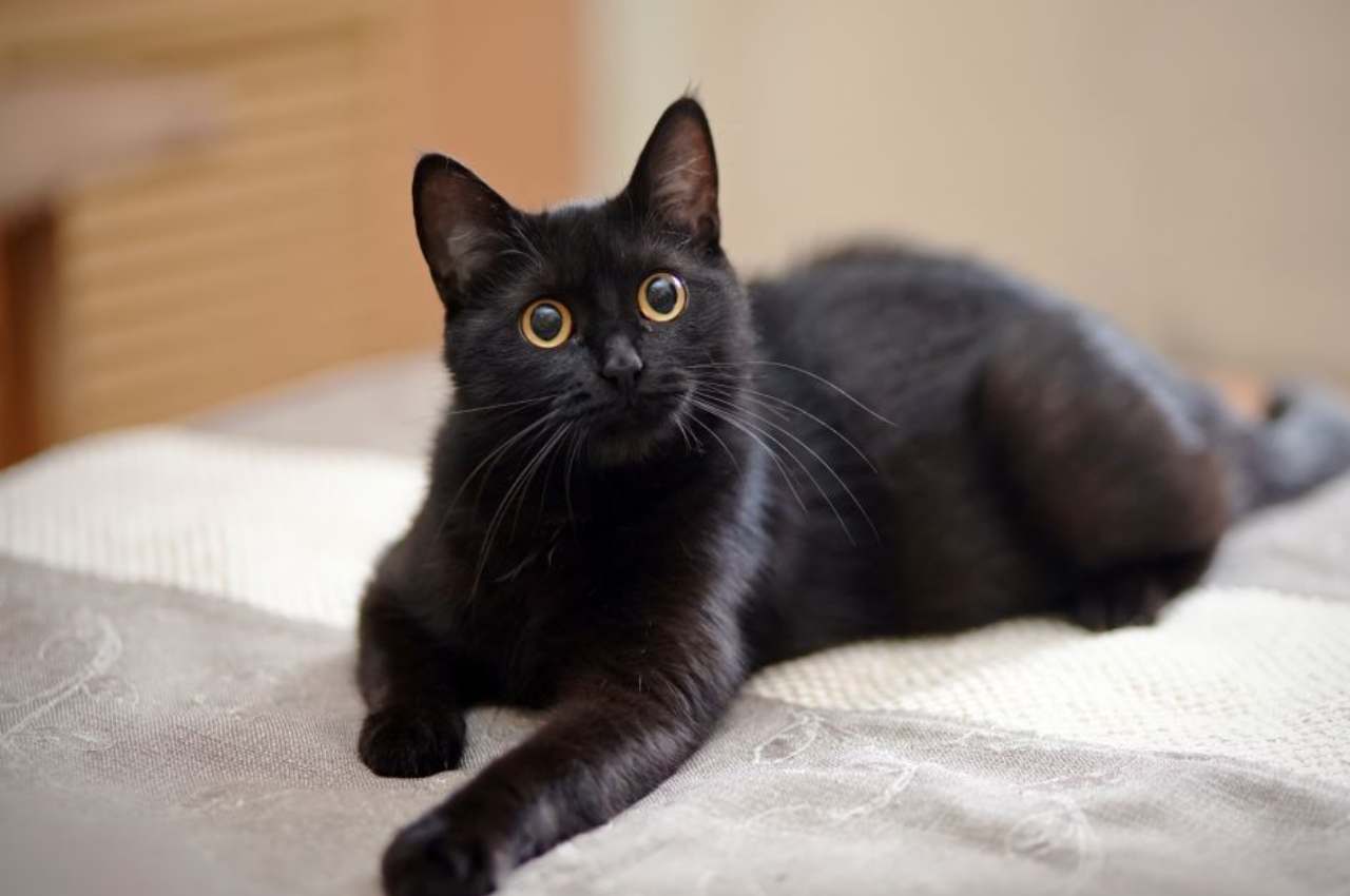 Combata o preconceito aos gatos pretos: adote-os | © Imagem/Google