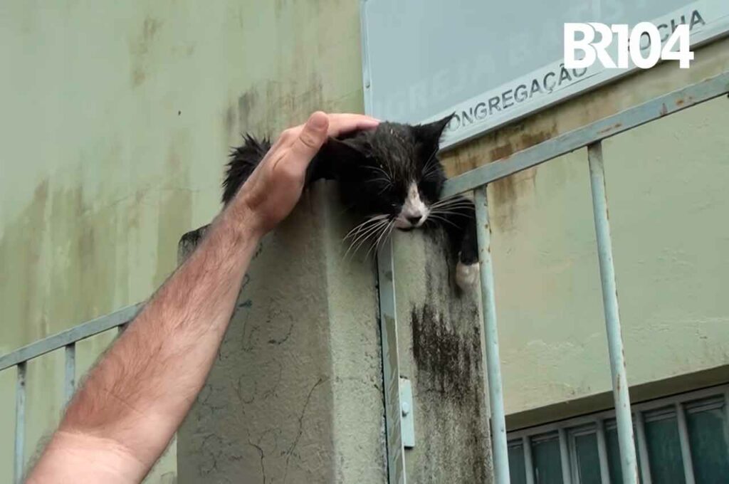 Gato é resgatado após sobreviver à enchente em União dos Palmares