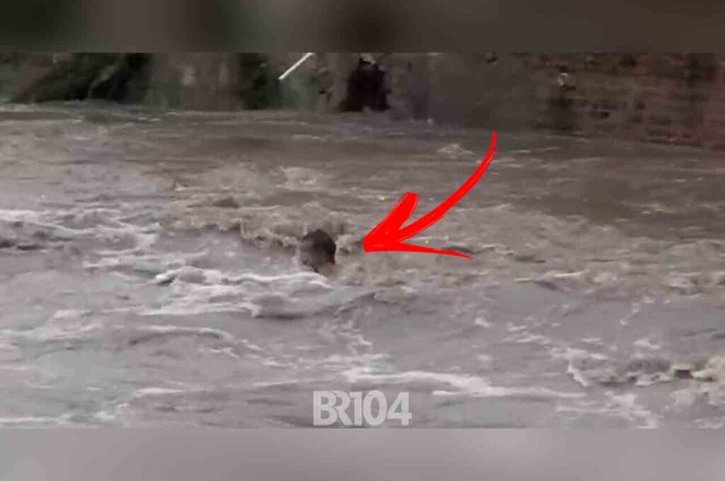 Santana do Mundaú: Homem pula em rio durante enchente