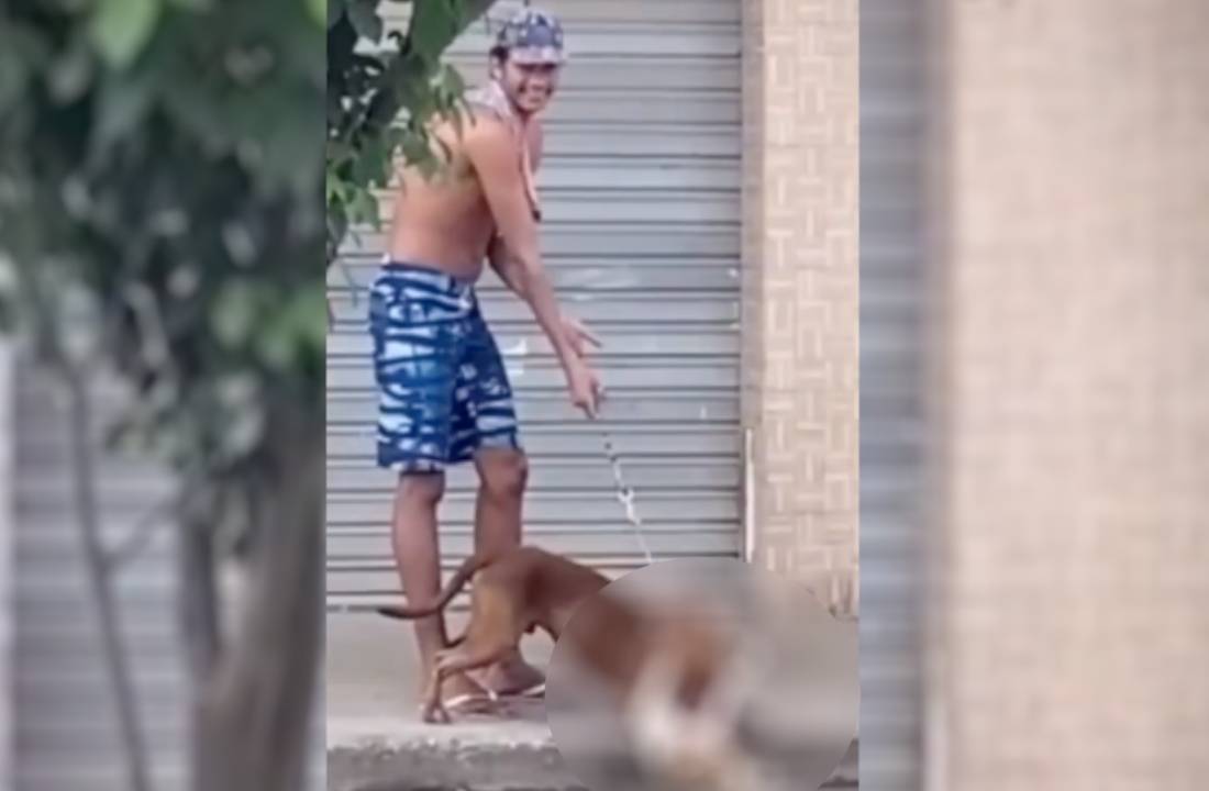 Homem segurando pitbull enquanto o animal mata um gato | © Reprodução 