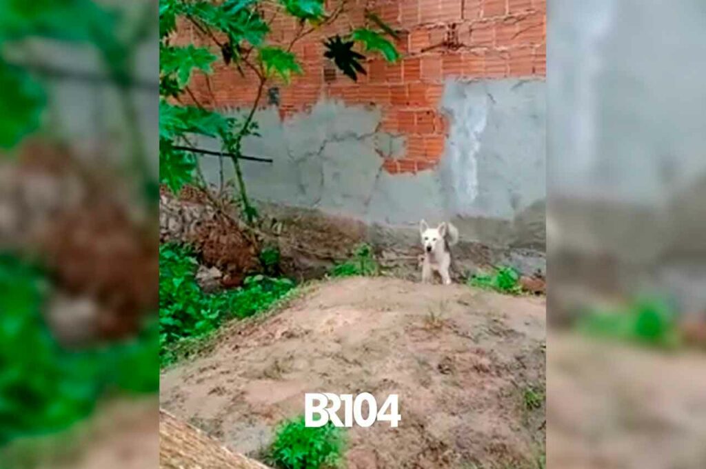 Denúncia: Cães são mantidos em terreno sem comida e água