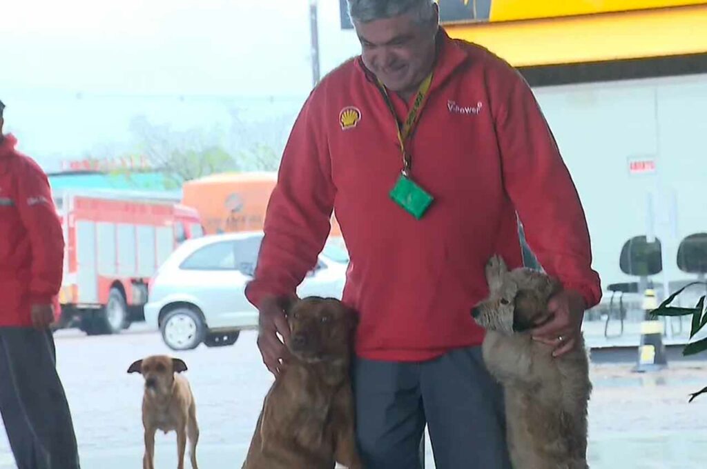Posto de combustível acolhe mais de 50 cachorros abandonados