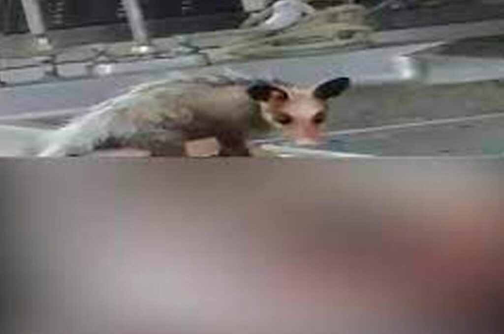 Vídeo: Gambá é flagrado comendo parte de um corpo no IML