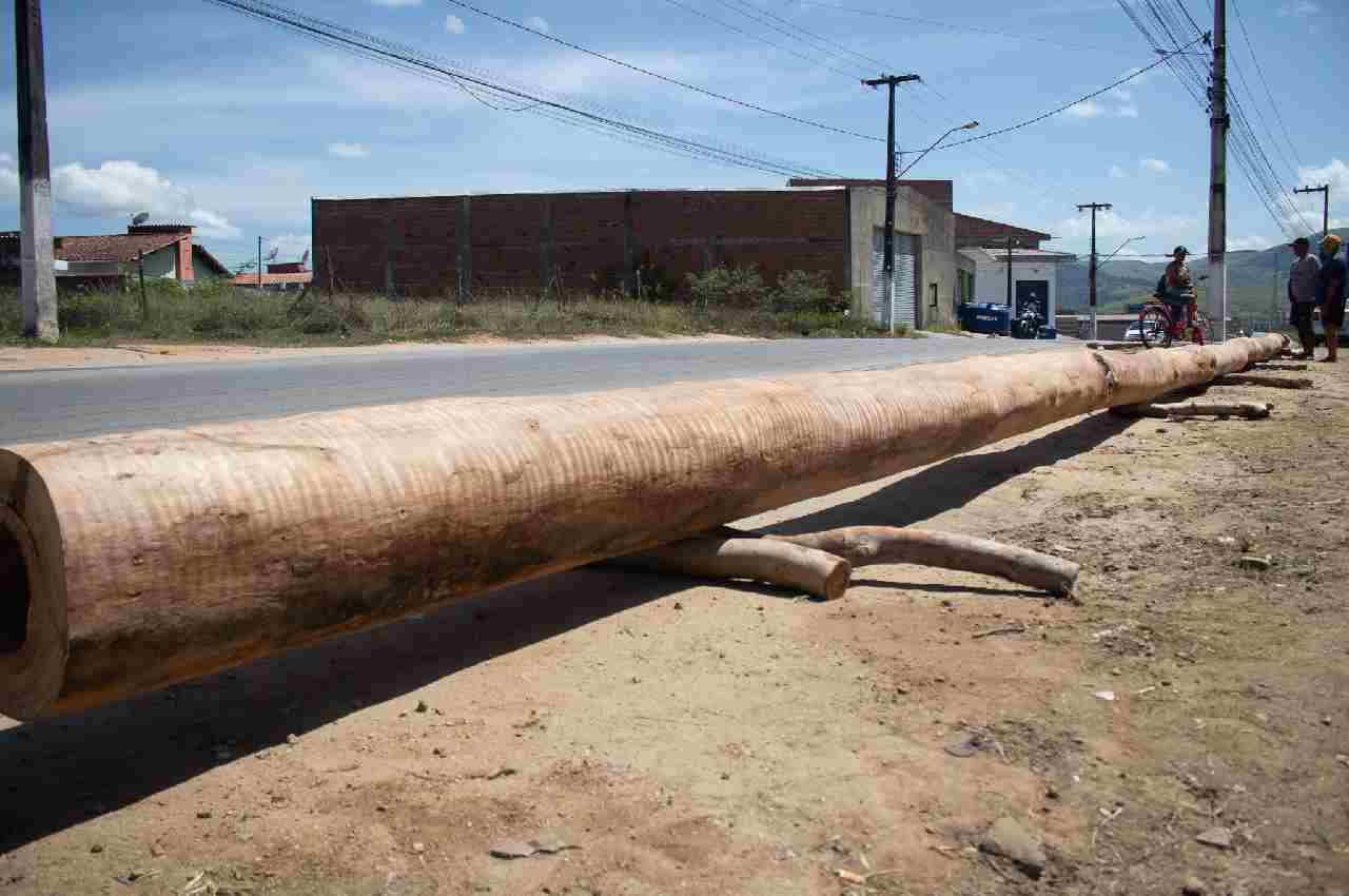 Mastro da festa de Santa Maria Madalena terá 20 metros