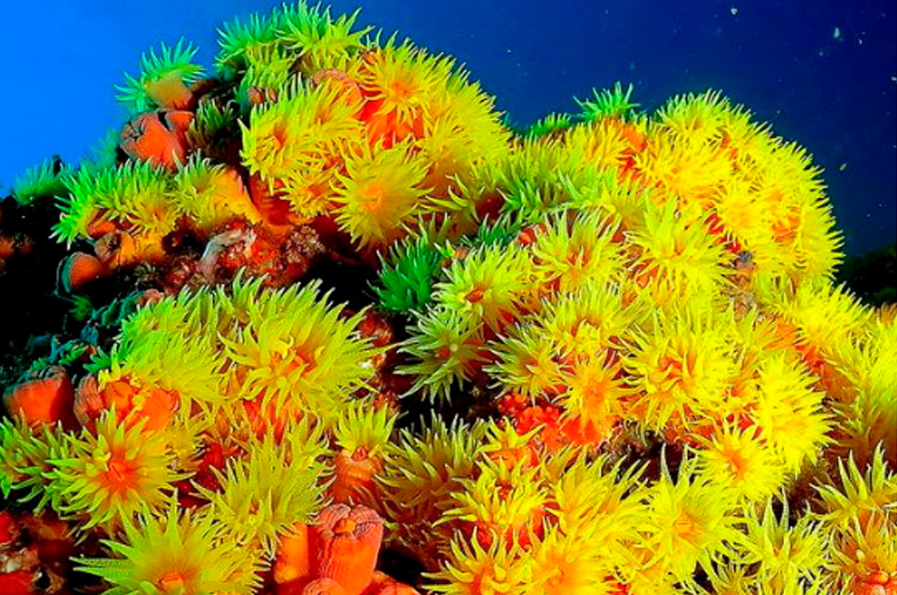 Coral-sol | © Maraguary/Wikimedia Commons (CC0).