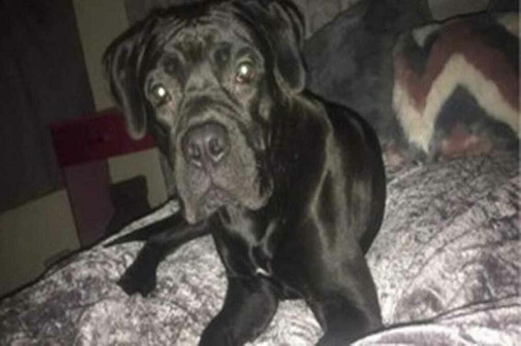 Cão é roubado horas depois de ter sido resgatado do primeiro sequestro