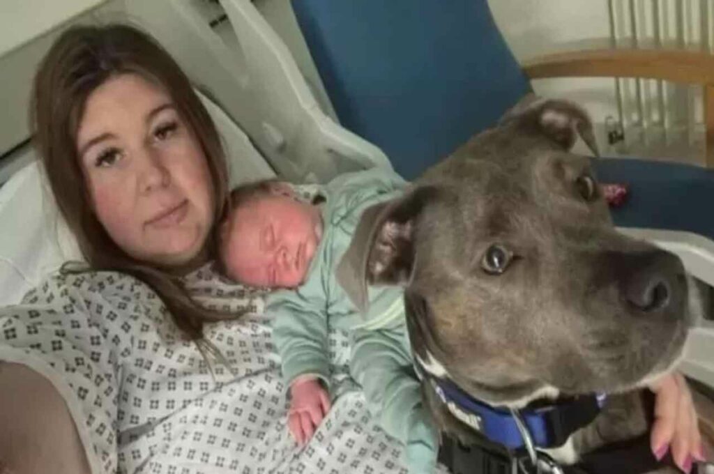 Cachorra é autorizada a ficar ao lado de tutora autista durante o parto