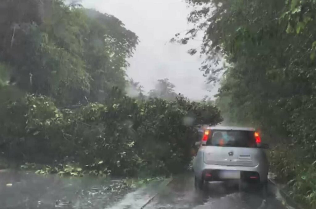 Árvore cai e interdita parcialmente trecho da BR-104 em Murici