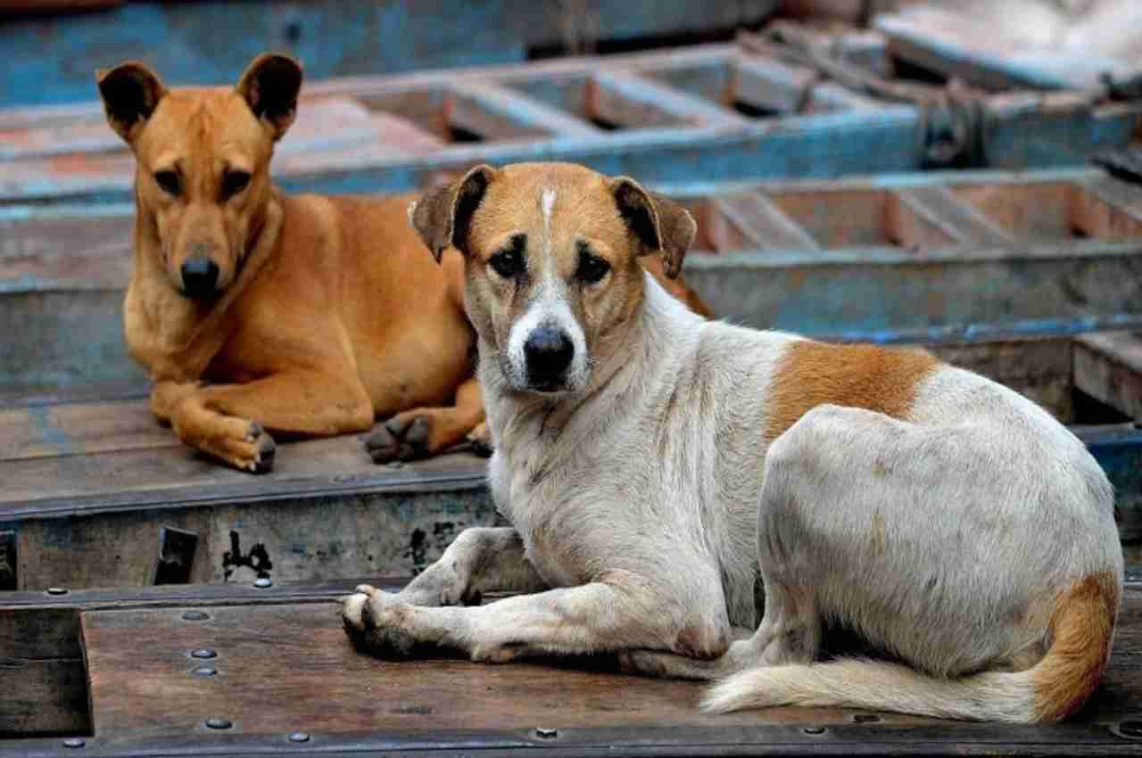 Atualmente, não existe cães abandonados nas ruas de Holanda | © Reprodução