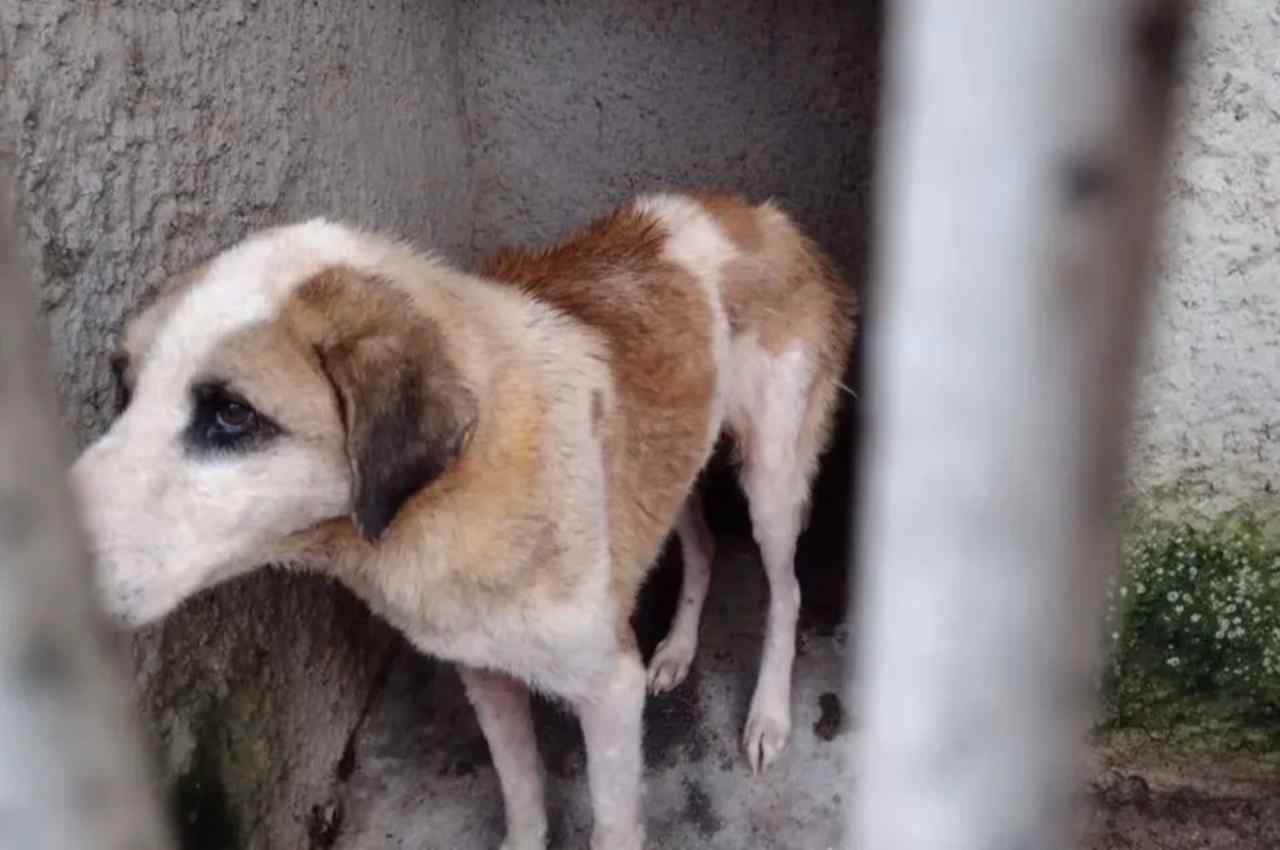 Cerca de 200 cães sofriam maus-tratos da ex-tutora | © Divulgação/PC