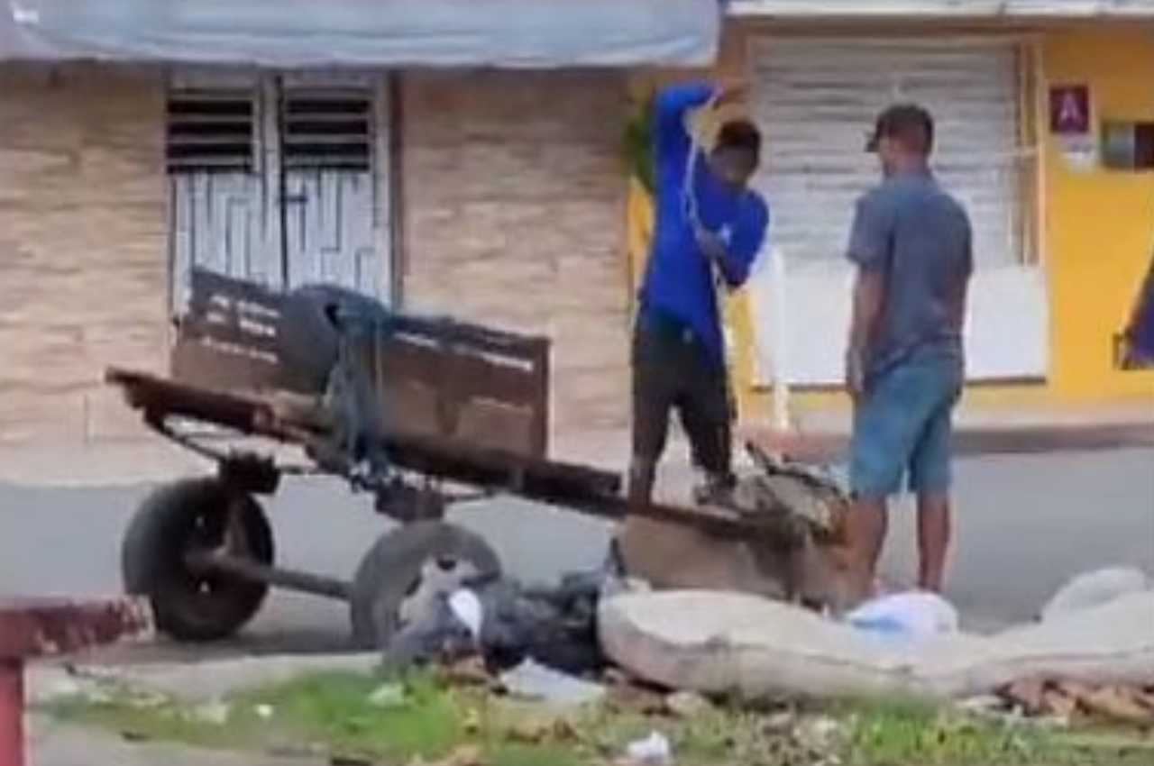 Animal estava cansado e com dificuldades de se levantar | Foto: Reprodução 