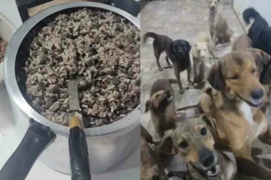Homem viraliza ao mostrar cães de rua em fila esperando marmitas preparadas por ele