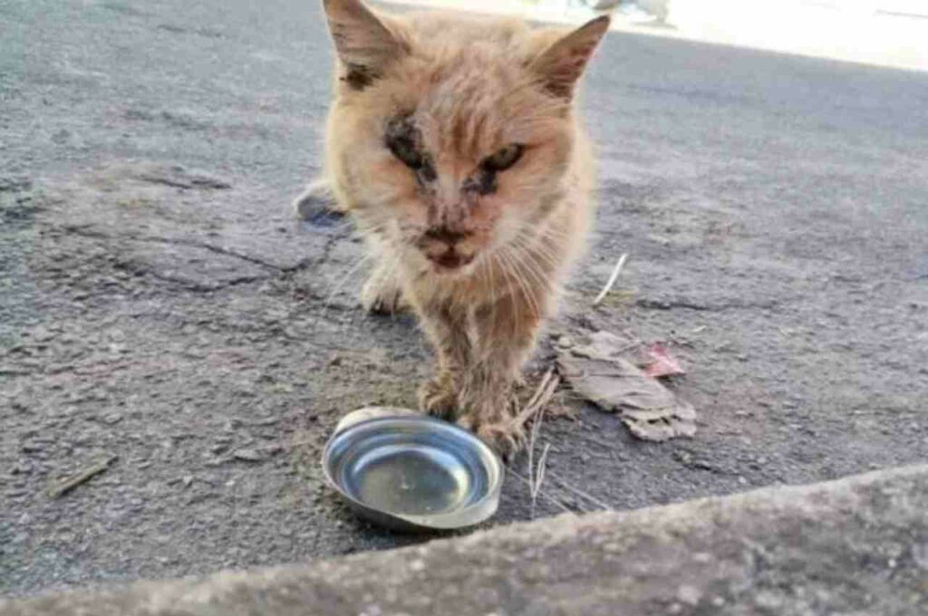 Tutores mineiros buscam registro mundial em livro de recordes para gata de 29 anos