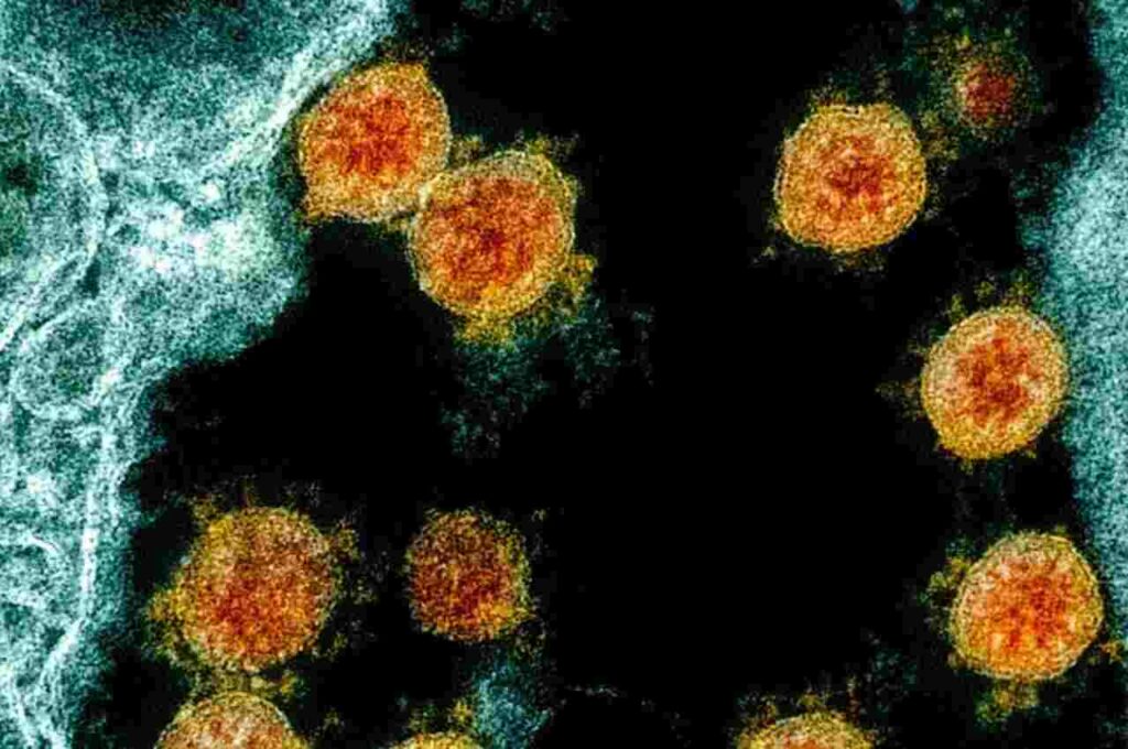 OMS alerta para transmissão da Eris, nova cepa da Covid-19: “Uma variante preocupante”