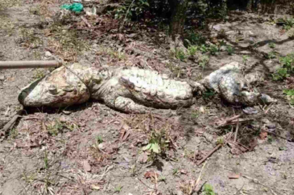 Jacarés que viviam em criatório praticavam canibalismo para sobreviver em Maceió