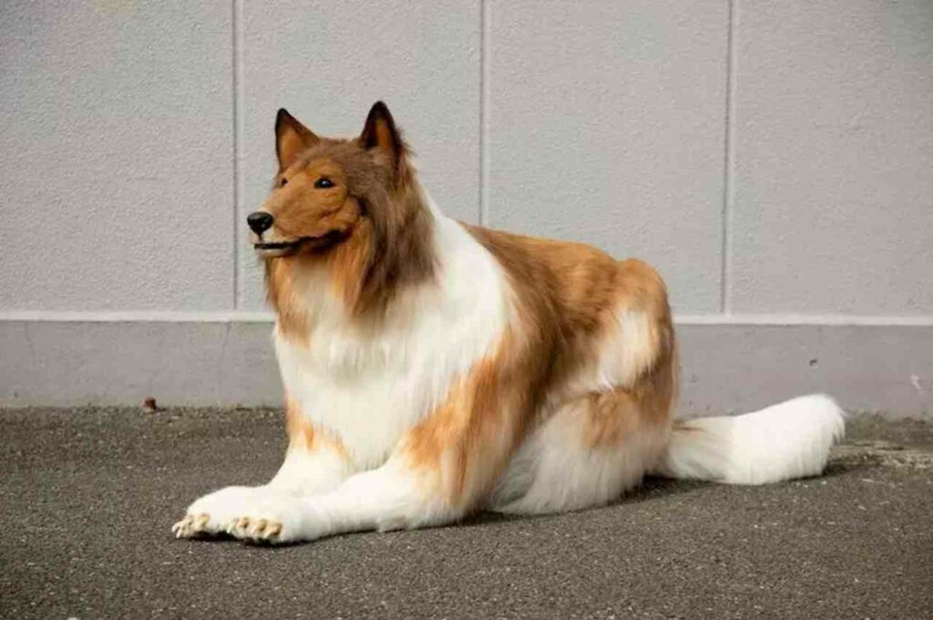 Japônes que gastou mais de R$ 70 mil para se ‘transformar’ em cachorro procura namorada com fantasia de cadela