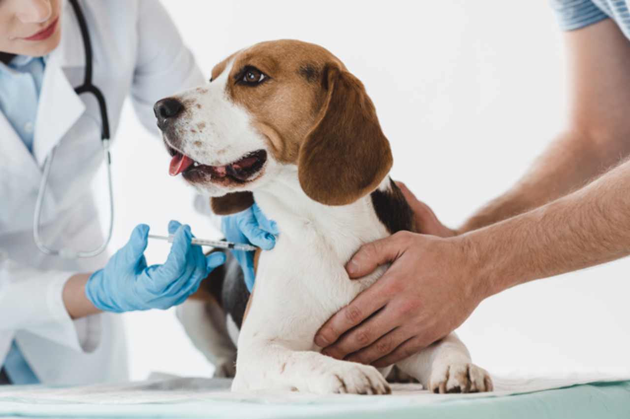 A vacinação de cães e gatos contra a raiva é disponibilizada gratuitamente pela Prefeitura de São Paulo | © Reprodução