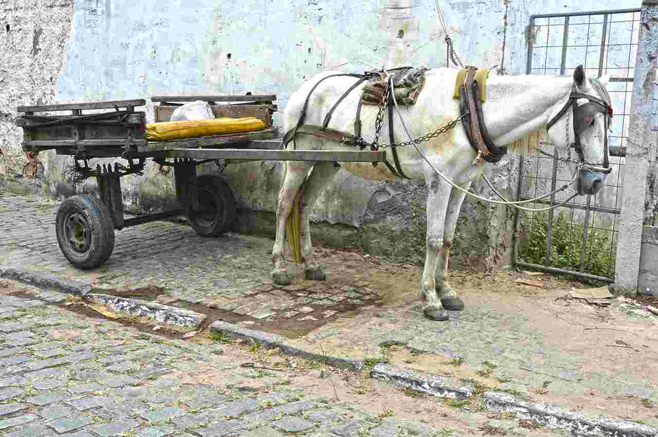 Cavalo com carroça | © Imagem ilustrativa 
