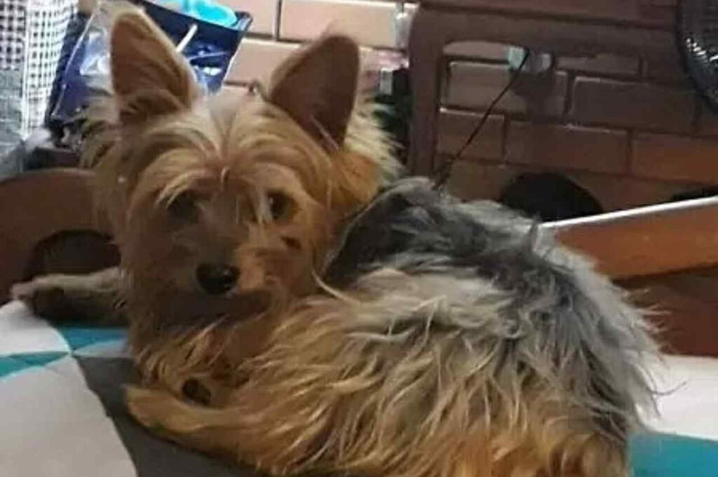Cachorro é dado como morto em pet shop e aparece vivo dias depois; veterinária é investigada