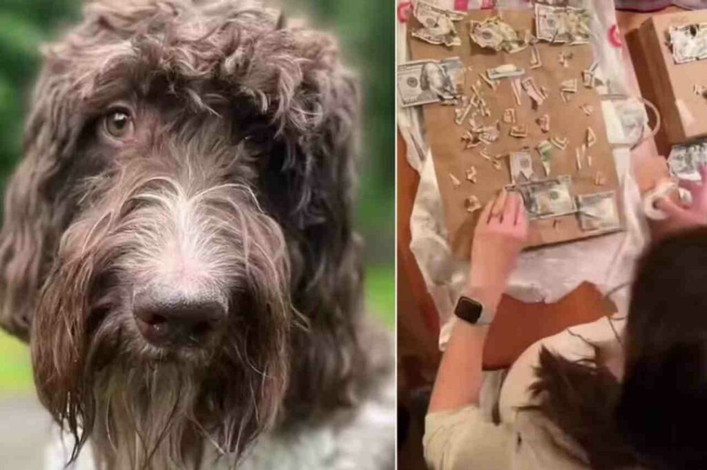 Cachorro come US$ 4 mil em notas e tutores tentam recuperá-las nas fezes: “Lavagem de dinheiro”
