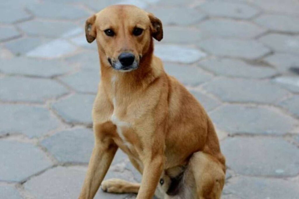 ‘Vira-lata caramelo’ pode virar manifestação cultural imaterial do Brasil