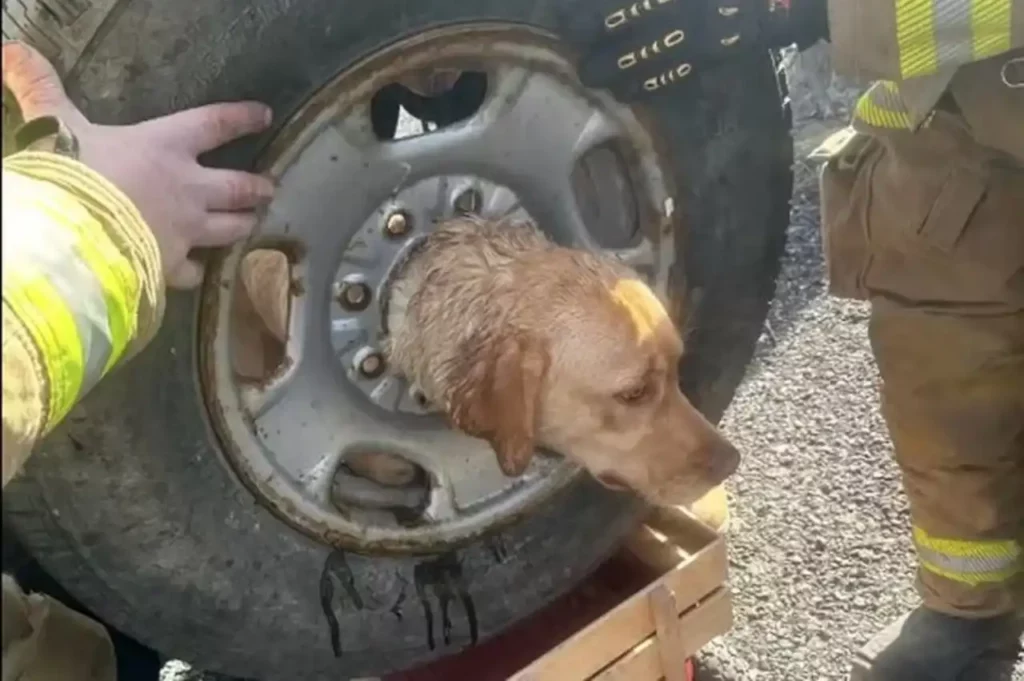 Bombeiros socorrem cadela presa em roda de carro