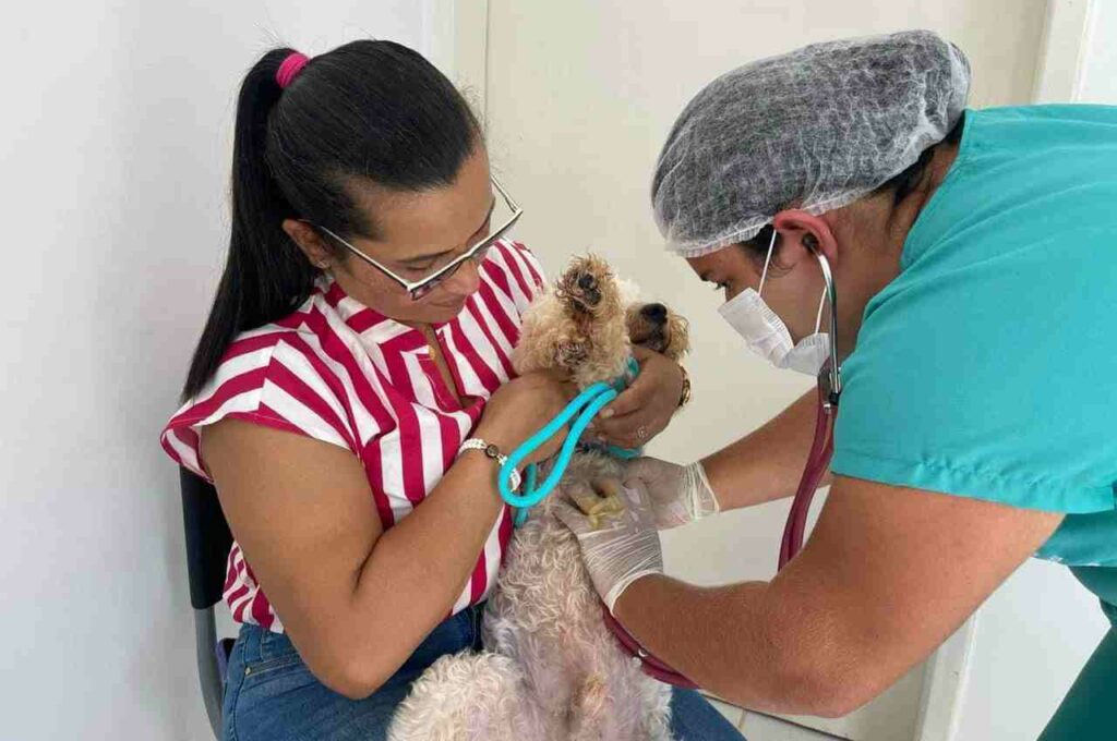Branquinha implanta Serviço de Castração para cães e gatos