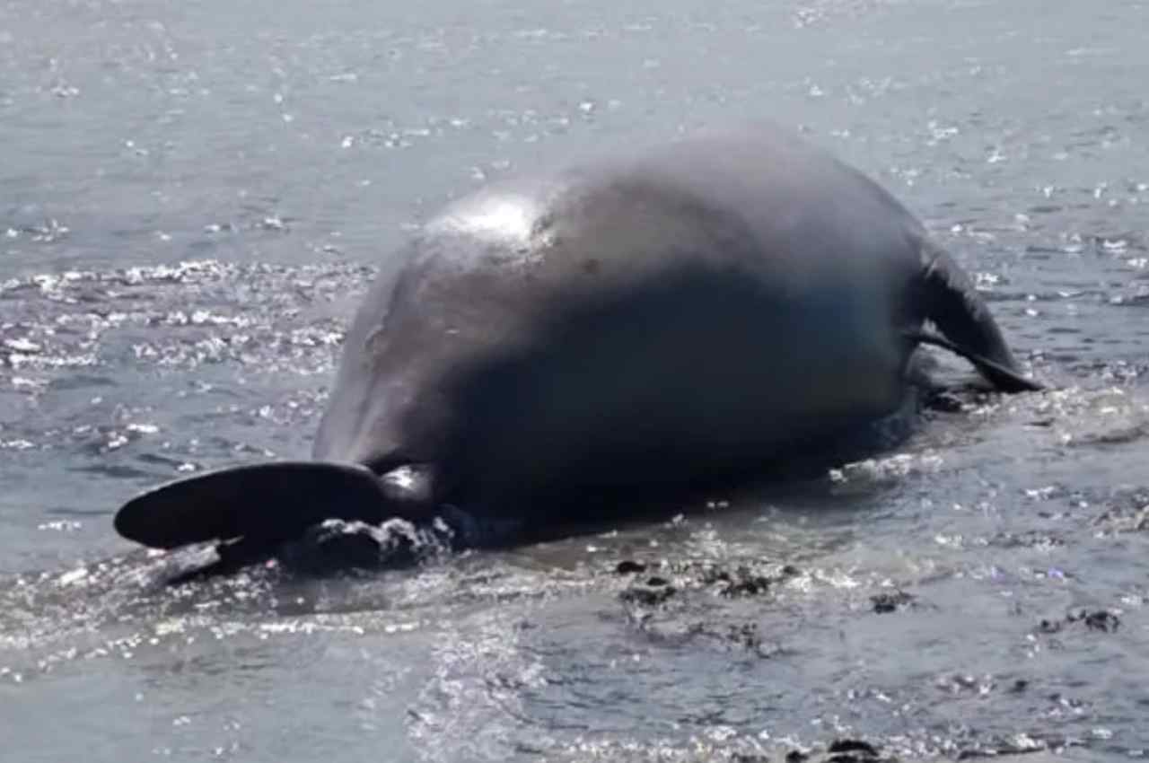 Elefante-marinho encontrado na Praia de Antunes, em Maragogi | @Biota