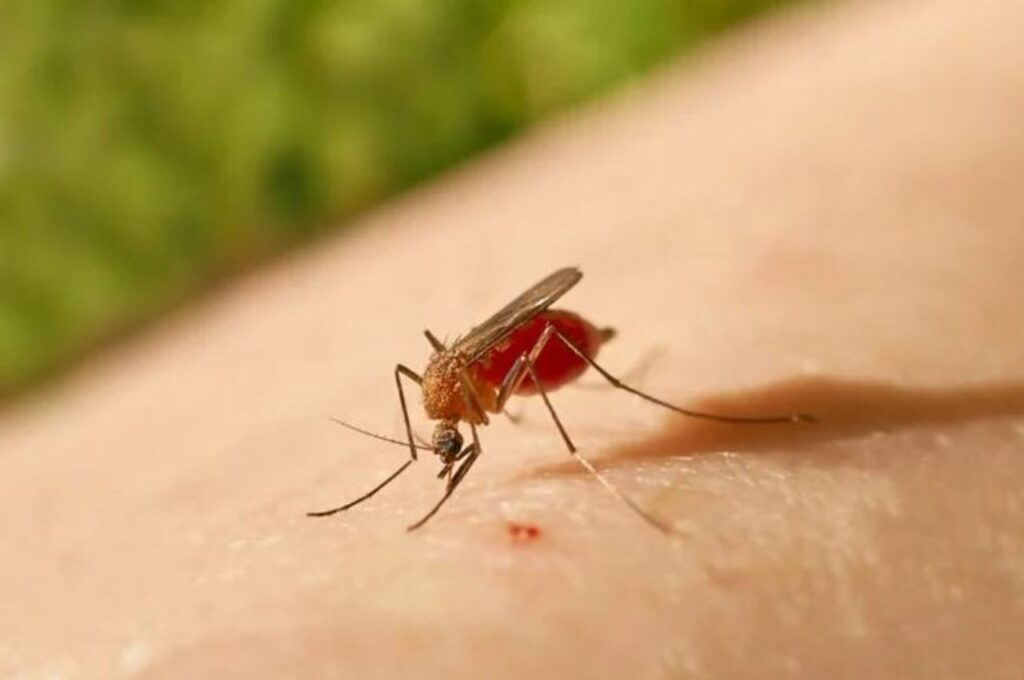 Primeiro caso da Febre Oropouche em Alagoas acende alerta sobre cuidados