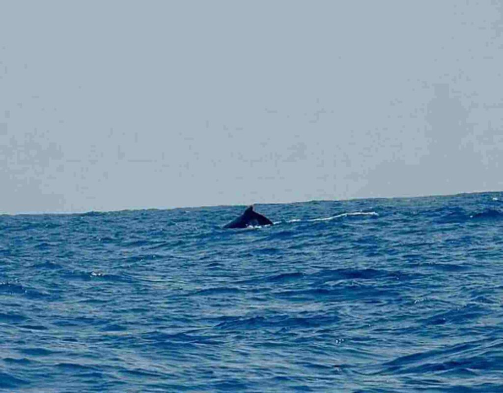 Baleia-jubarte é avistada na Praia do Francês e encanta banhistas