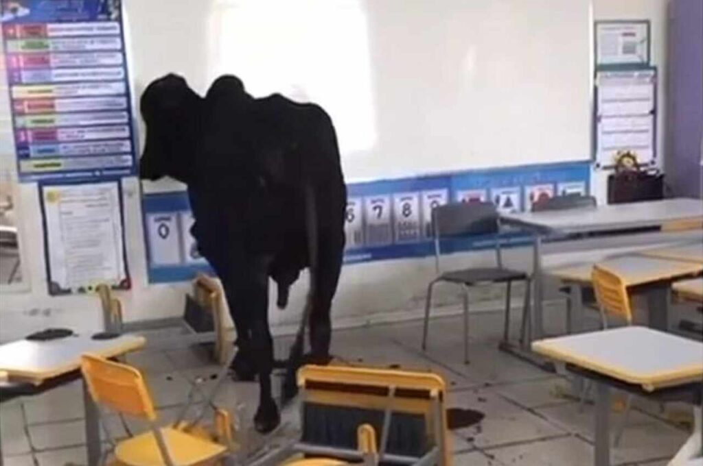Boi invade escola infantil e causa pânico entre alunos e funcionários