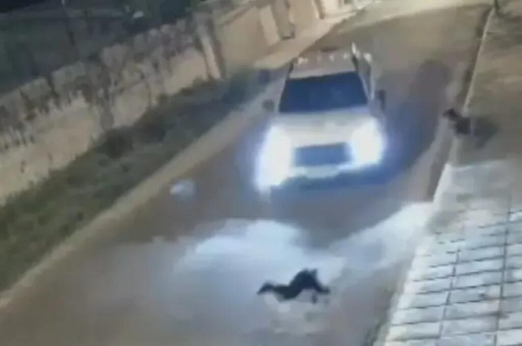 Cachorro atropelado intencionalmente em Maceió será resgatado para adoção