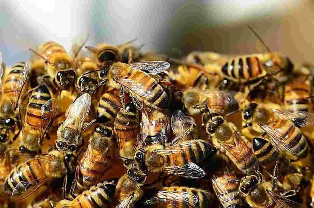 Idoso sai para caminhar e morre após ataque de abelhas em município de Alagoas