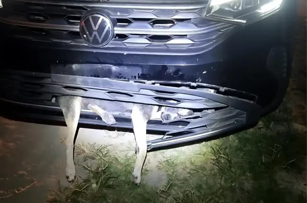 Cão é resgatado por bombeiros após ficar preso em para-choque de carro por mais de 400 km